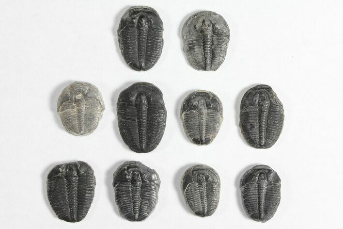 Lot: / Elrathia Trilobites - Pieces #92035
